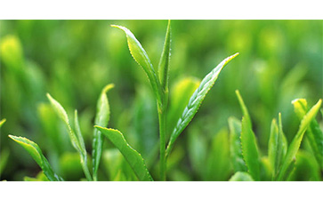 茶葉質(zhì)量追溯管理系統(tǒng)可以實(shí)現(xiàn)哪些功能？具有哪些優(yōu)點(diǎn)？