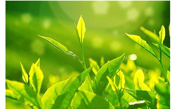 茶葉防偽溯源系統(tǒng)可以給企業(yè)帶來什么優(yōu)勢(shì)？